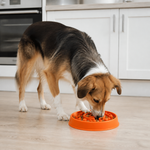 Dog eating from an orange slow feeder bowl